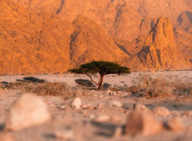 Desert Tree