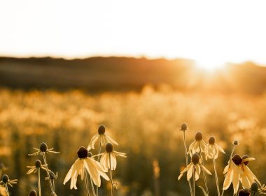 Flowers in Field by rebekah-dummer